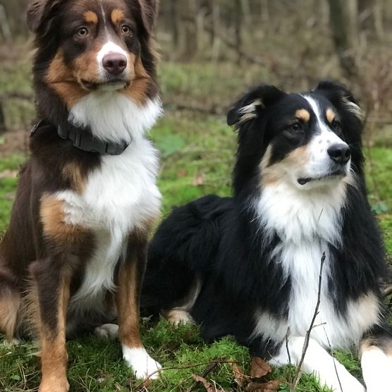 Portrait zwei Hunde im Wald