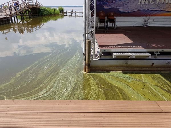 Das Bild zeigt eine Hafenanlage mit grünlichen Algen, die auf dem Wasser schwimmen. Links sind ein Holzsteg und einige Menschen zu erkennen.