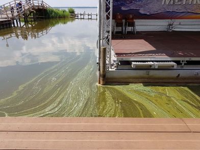 Das Bild zeigt eine Hafenanlage mit grünlichen Algen, die auf dem Wasser schwimmen. Links sind ein Holzsteg und einige Menschen zu erkennen.