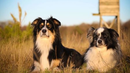Zwei Hunde vor einem Hochsitz