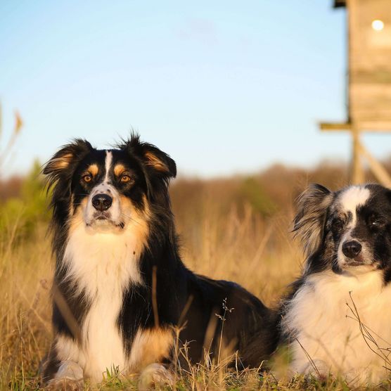 Zwei Hunde vor einem Hochsitz