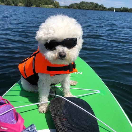 Hund mit Sonnenbrille auf Sup