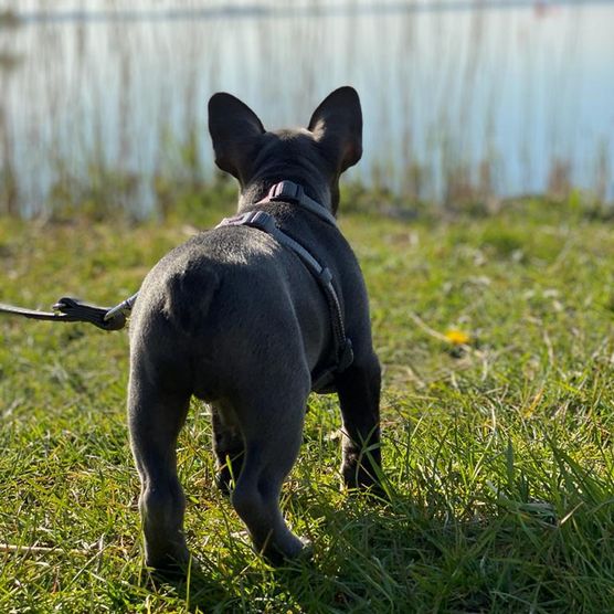 Hund mit Blick aufs Meer