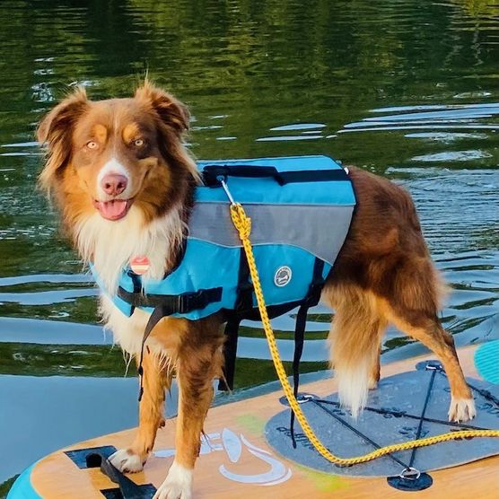 Hund auf Sup