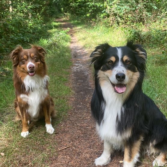 Zwei Hunde auf Waldweg