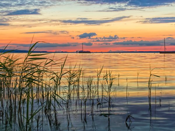 Steinhuder Meer-Sonnenuntergang-Schilf-Auswanderer