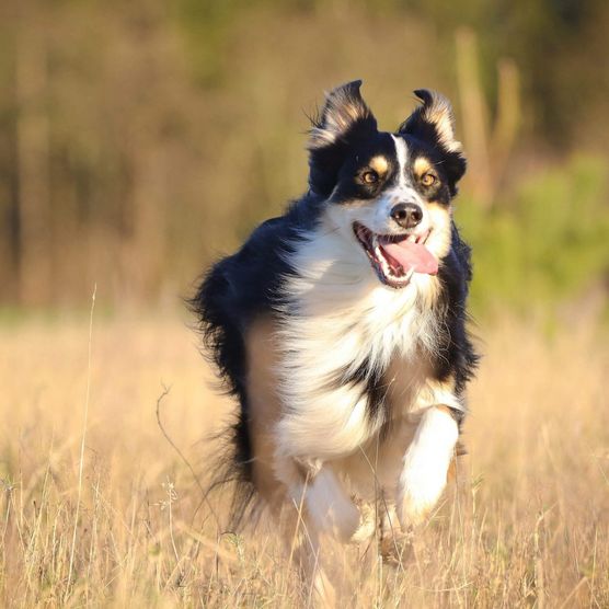Rennender Hund