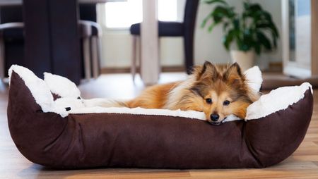 Hund-Korb